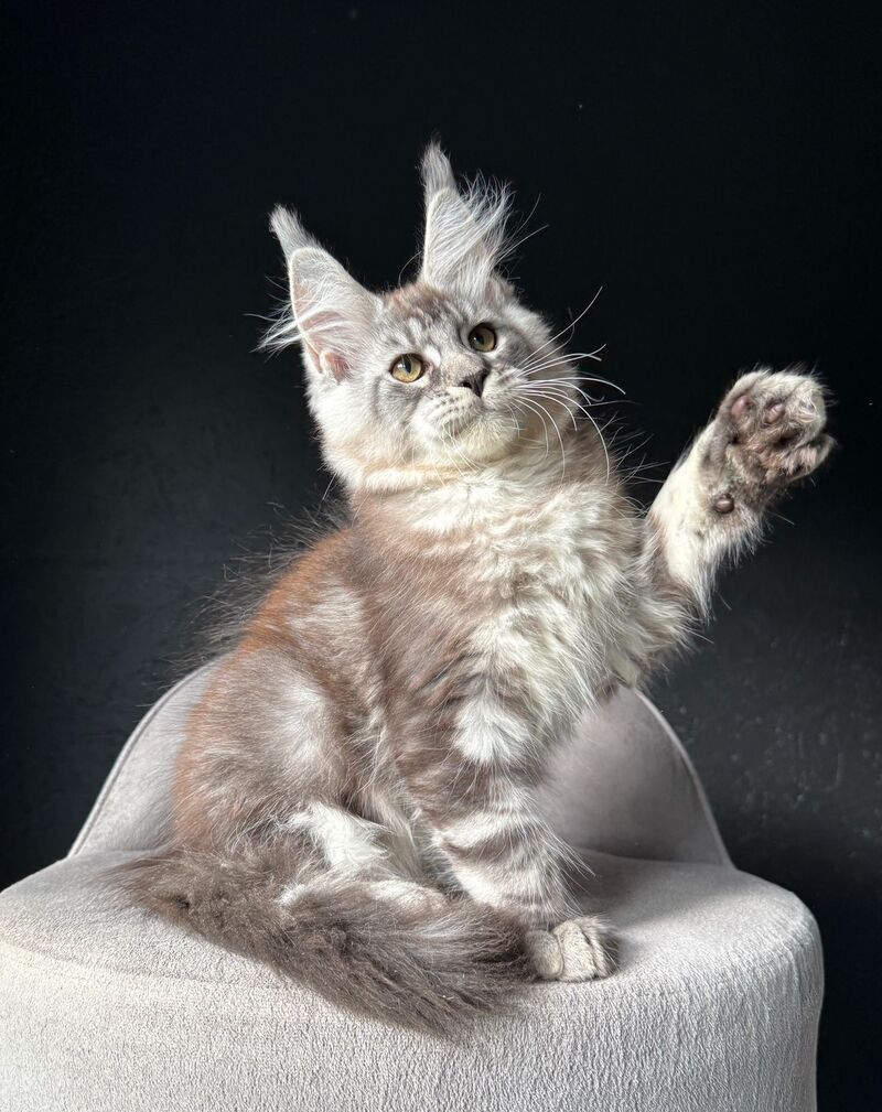 Sketch Maine Coon male, black silver tabby