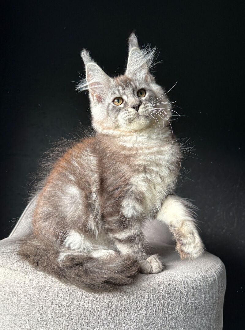 Sketch Maine Coon male, black silver tabby