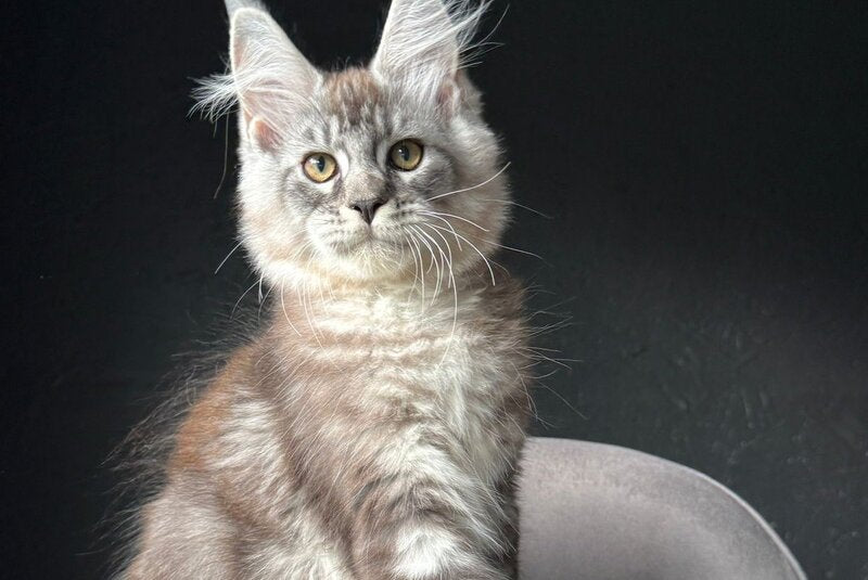 Sketch Maine Coon male, black silver tabby