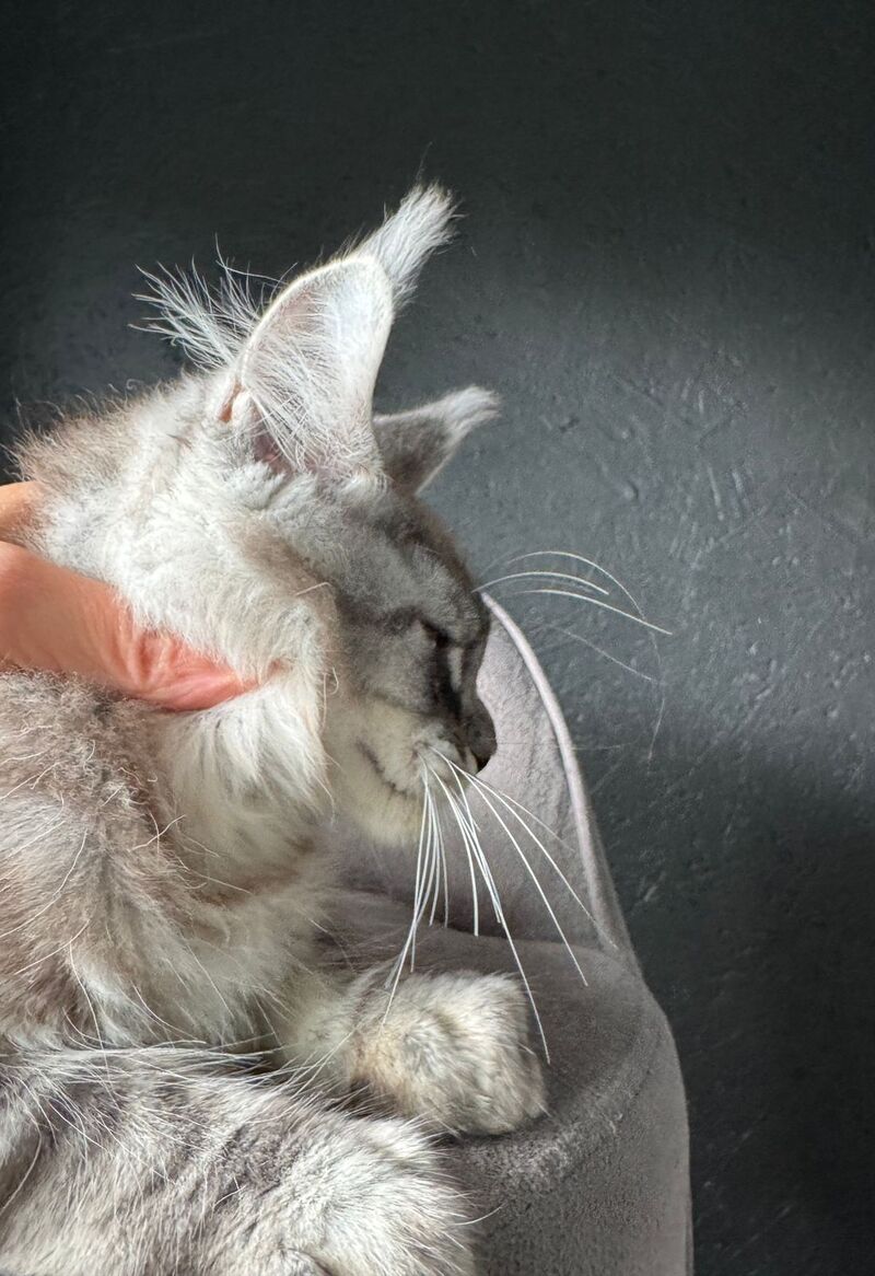 Sketch Maine Coon male, black silver tabby