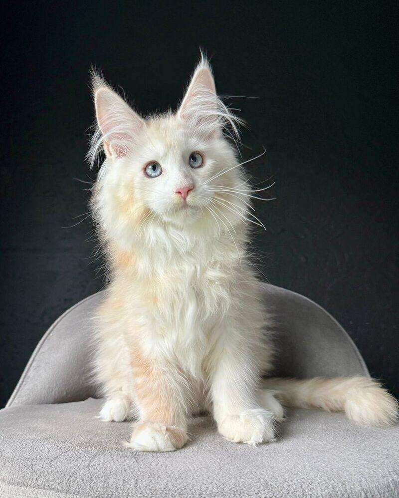 Timka Maine Coon male, red silver ticked tabby with white