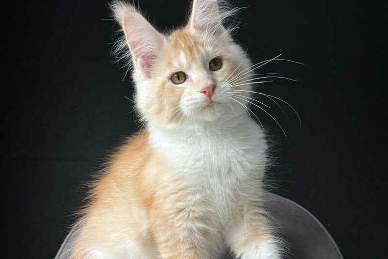 Temca Maine Coon male, red silver ticked tabby with white