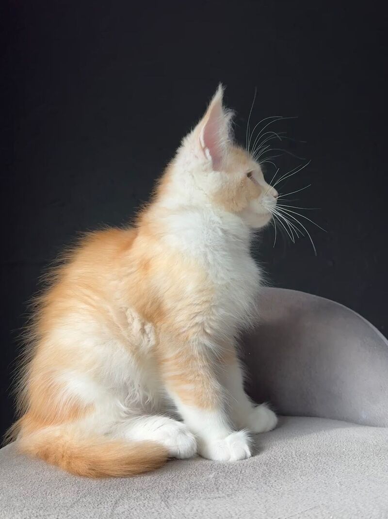 Temca Maine Coon male, red silver ticked tabby with white