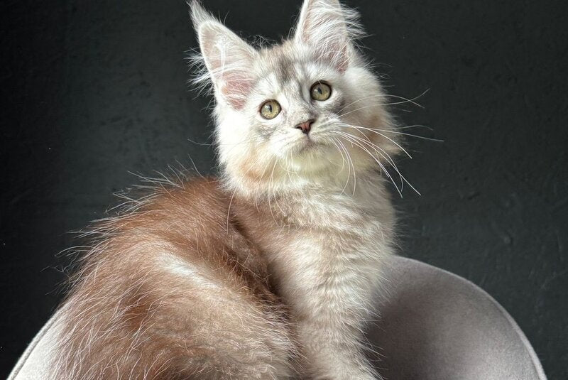Xandra Maine Coon female, black silver ticked tabby