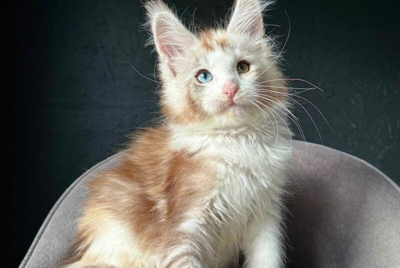 Yana Maine Coon female, black tortie silver tabby with white