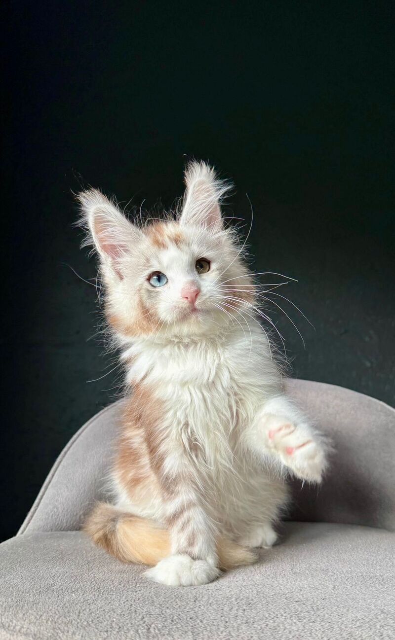 Yana Maine Coon female, black tortie silver tabby with white
