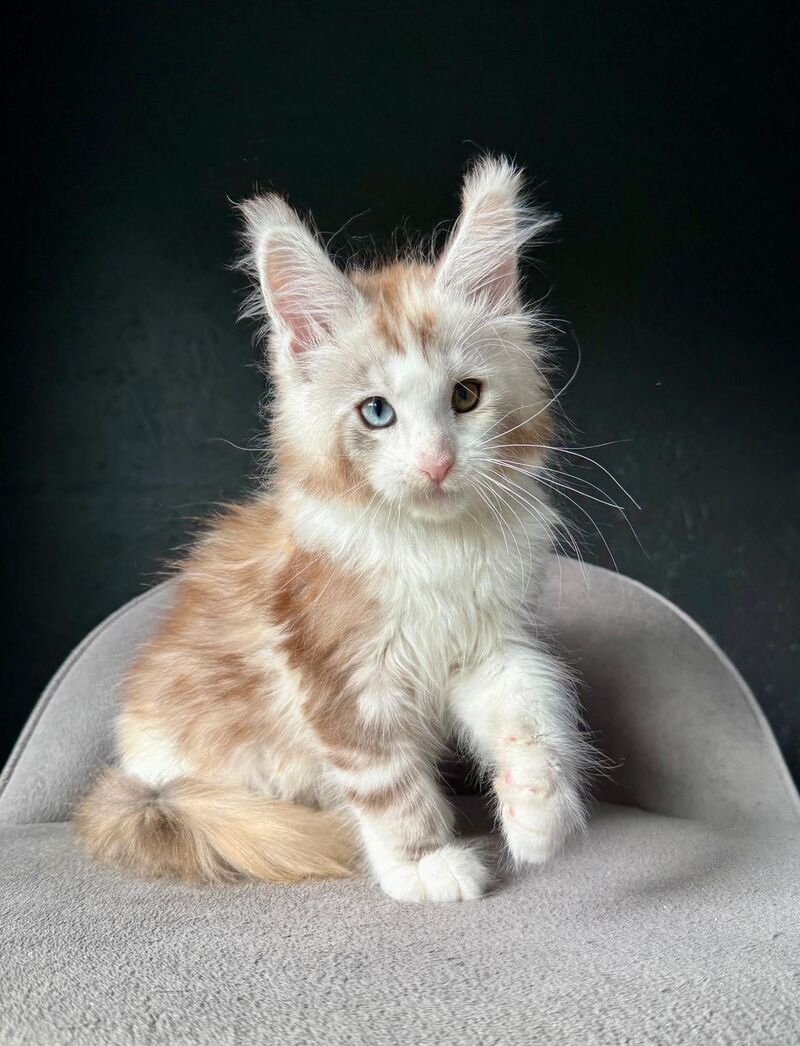 Yana Maine Coon female, black tortie silver tabby with white