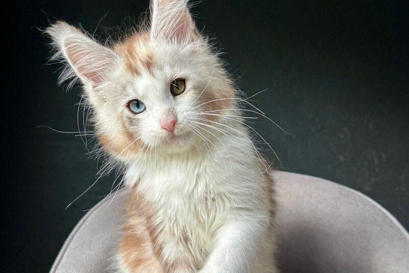 Yana Maine Coon female, black tortie silver tabby with white