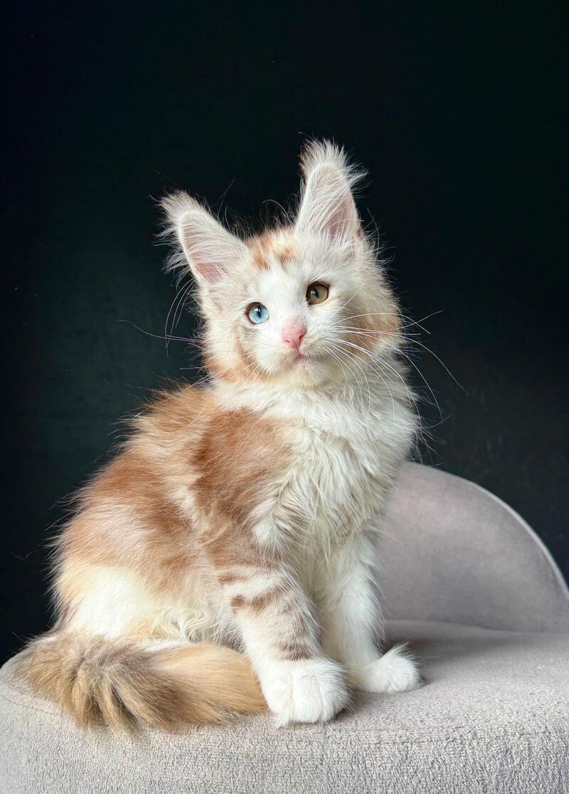Yana Maine Coon female, black tortie silver tabby with white