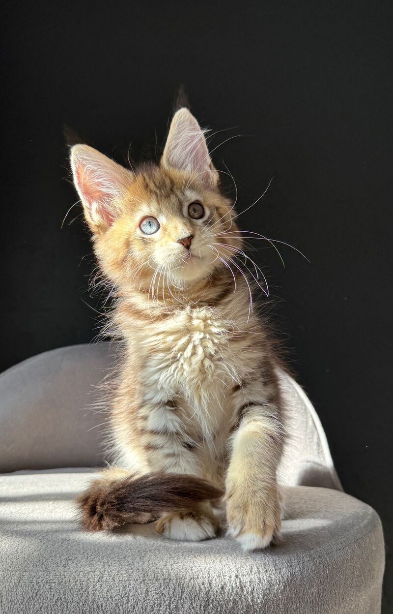Azura Maine Coon female, black spotted tabby with white