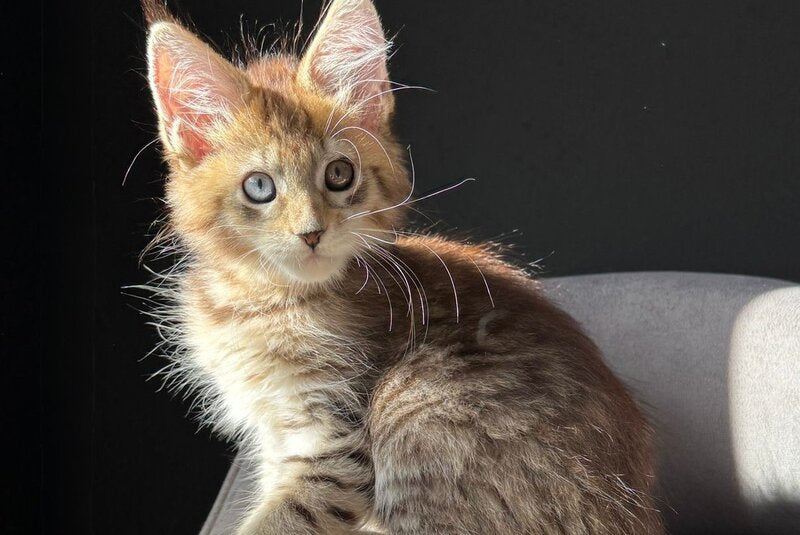 Azura Maine Coon female, black spotted tabby with white
