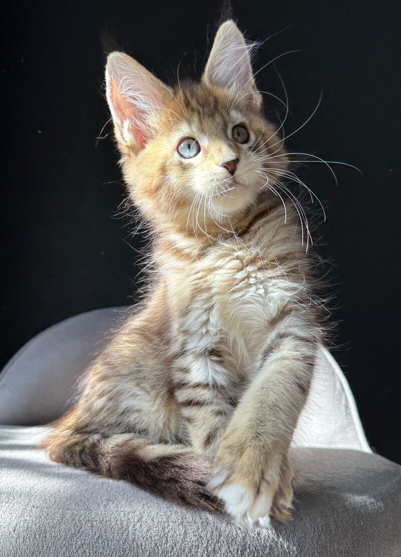 Azura Maine Coon female, black spotted tabby with white