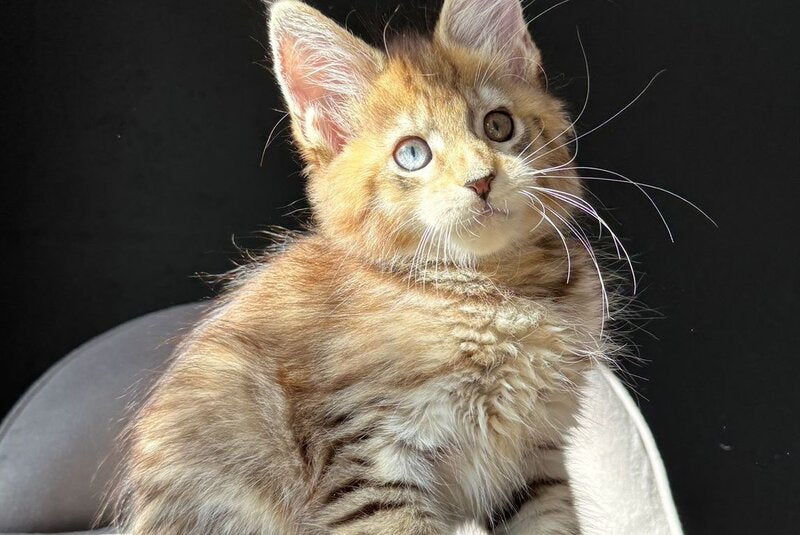 Azura Maine Coon female, black spotted tabby with white
