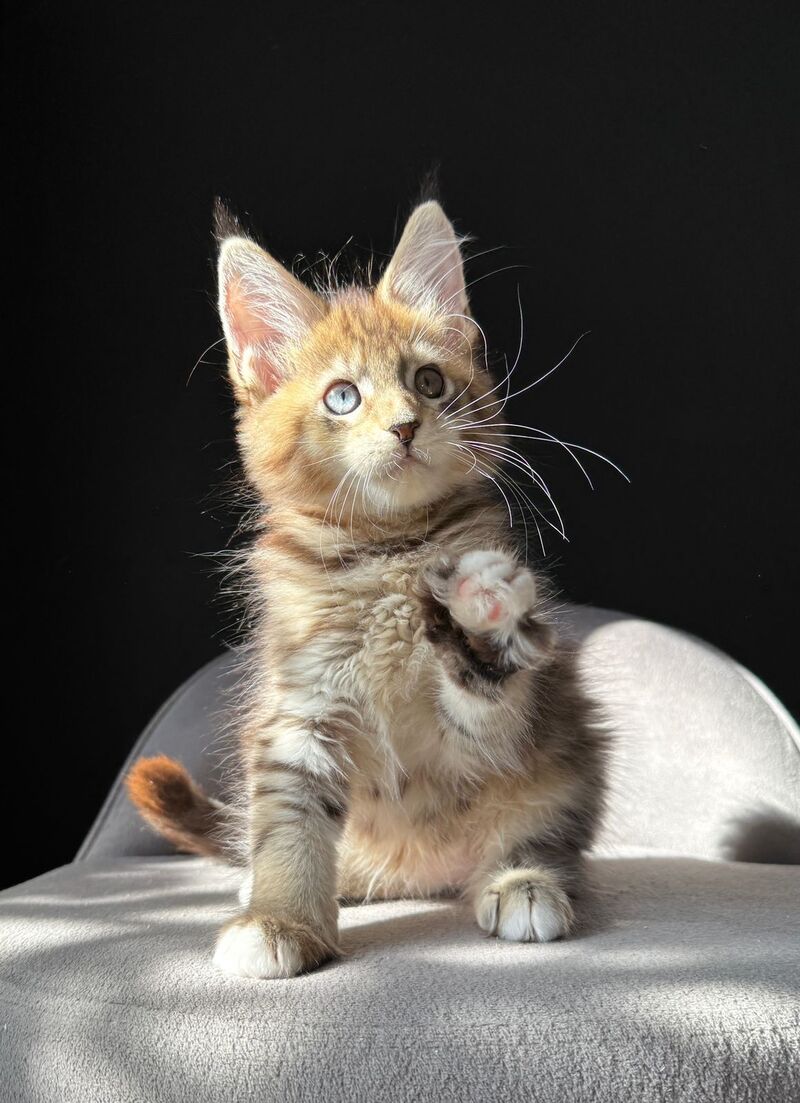 Azura Maine Coon female, black spotted tabby with white