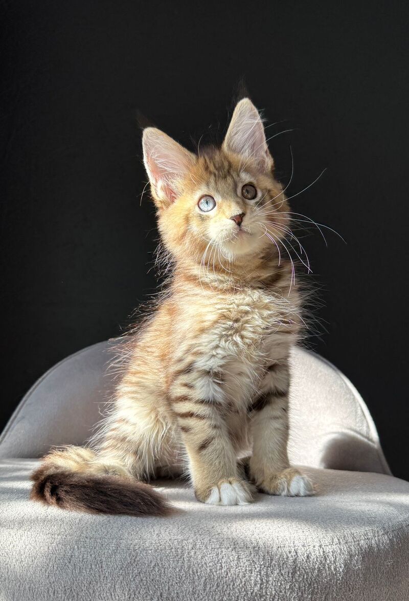 Azura Maine Coon female, black spotted tabby with white
