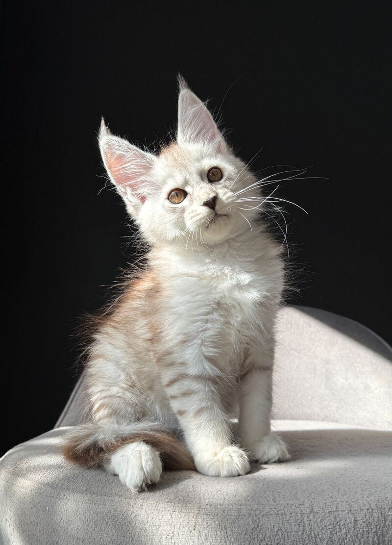 Ava Maine Coon female, black silver spotted tabby