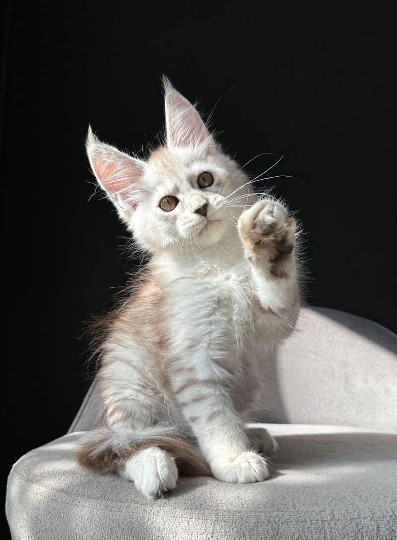 Ava Maine Coon female, black silver spotted tabby