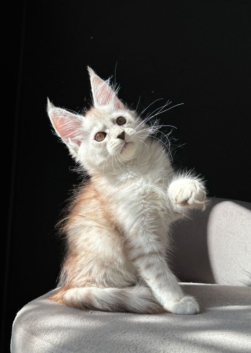 Ava Maine Coon female, black silver spotted tabby