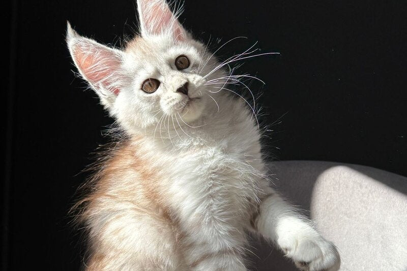 Ava Maine Coon female, black silver spotted tabby