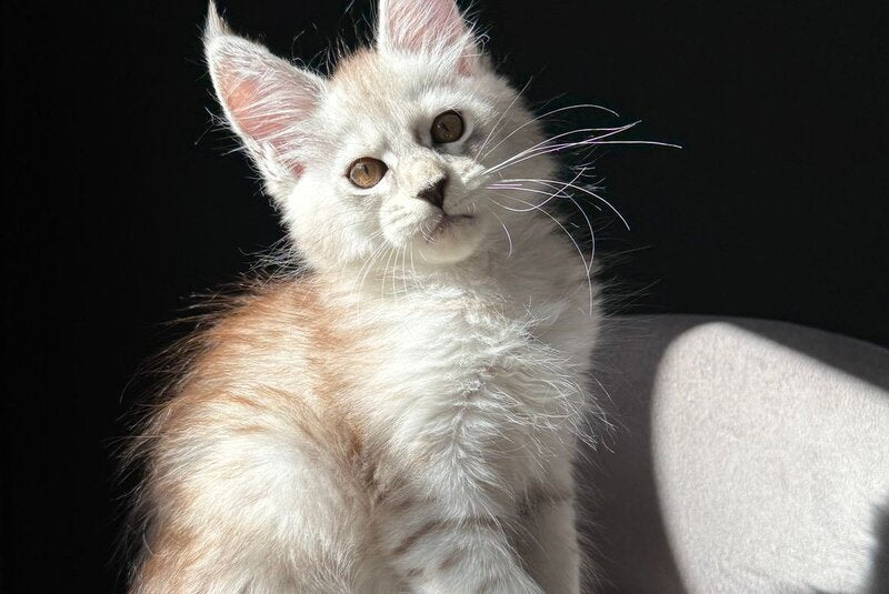 Ava Maine Coon female, black silver spotted tabby