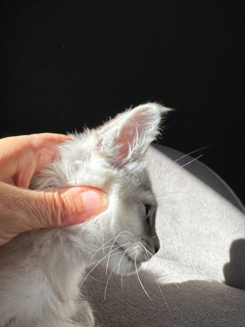 Ava Maine Coon female, black silver spotted tabby