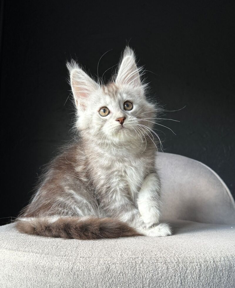 Caitlin Belle Maine Coon female, black silver tabby