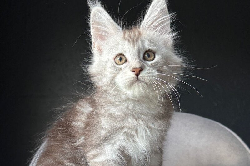 Caitlin Belle Maine Coon female, black silver tabby