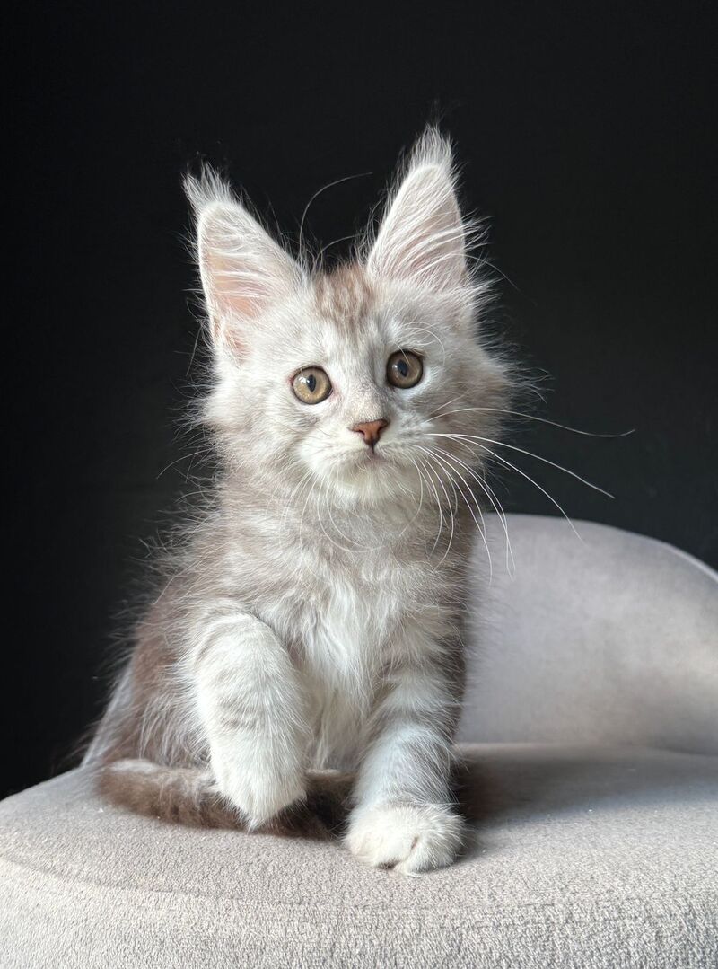 Caitlin Belle Maine Coon female, black silver tabby