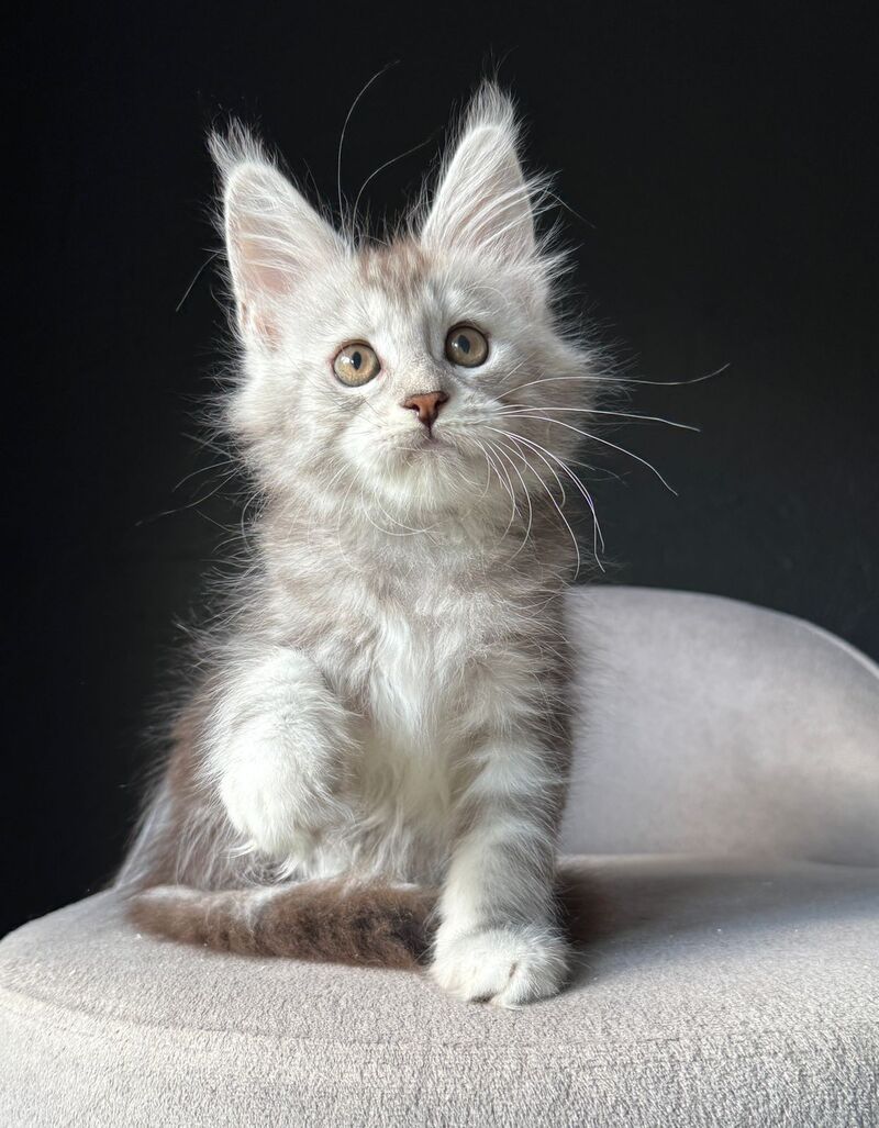 Caitlin Belle Maine Coon female, black silver tabby