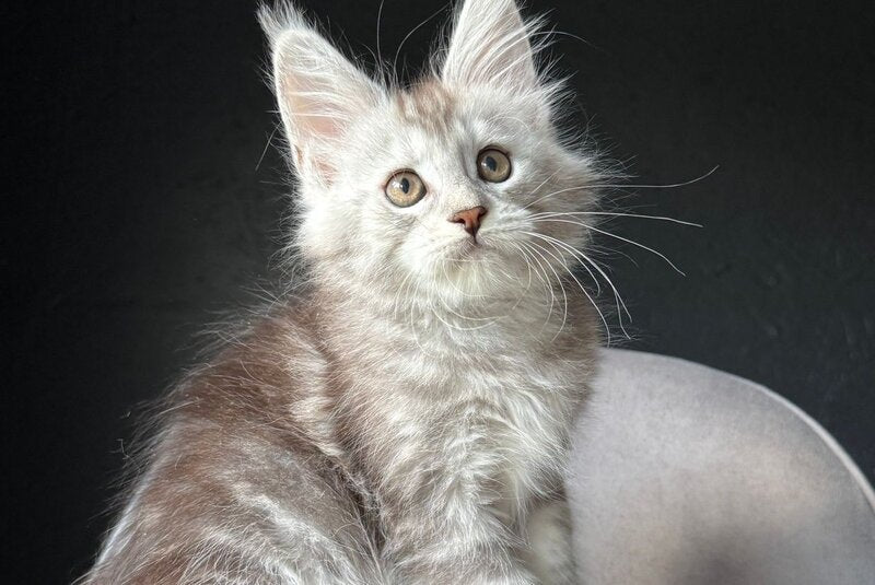Caitlin Belle Maine Coon female, black silver tabby