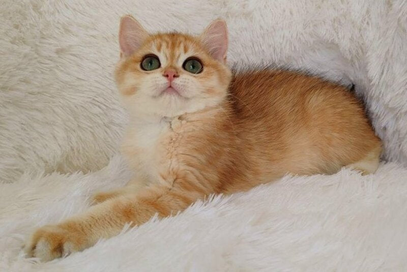 Rian British Shorthair male, black golden chinchilla