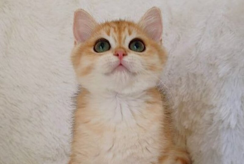 Rian British Shorthair male, black golden chinchilla