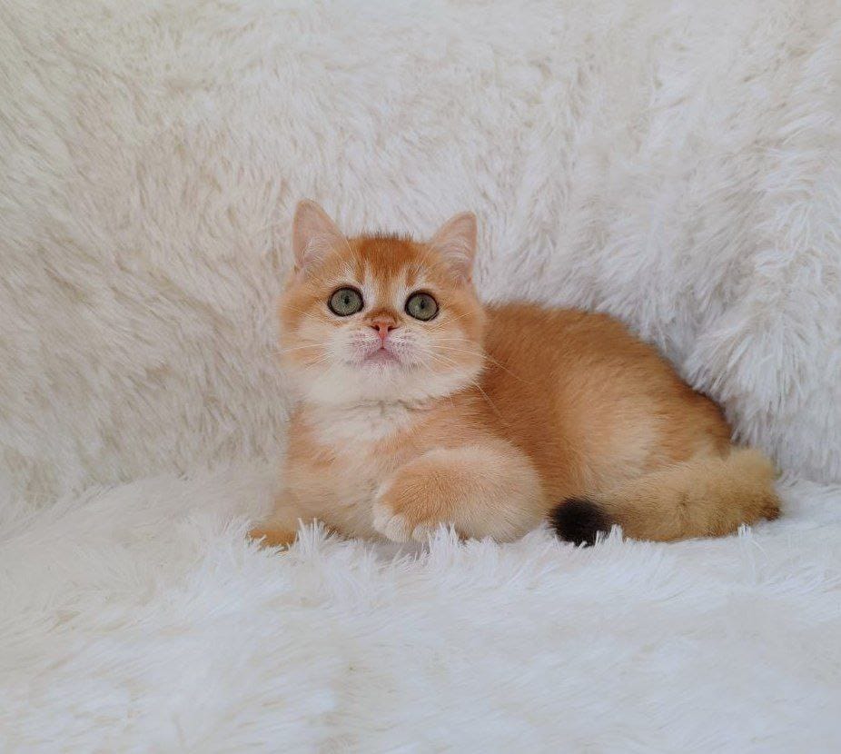 Rolex British Shorthair male, black golden chinchilla