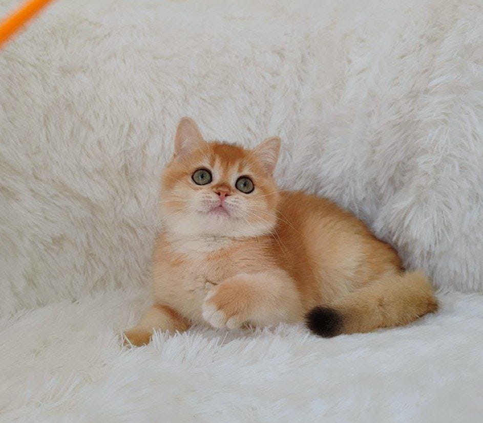 Rolex British Shorthair male, black golden chinchilla