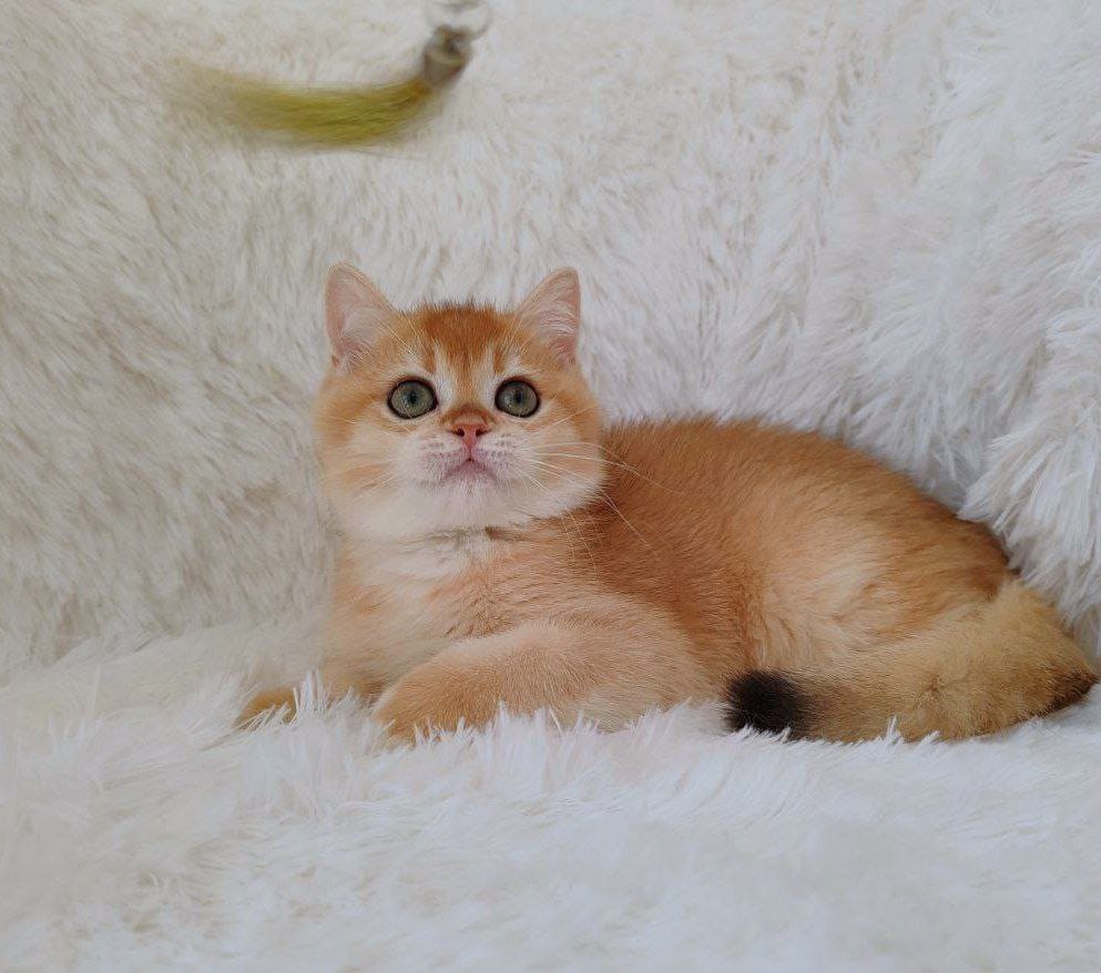 Rolex British Shorthair male, black golden chinchilla