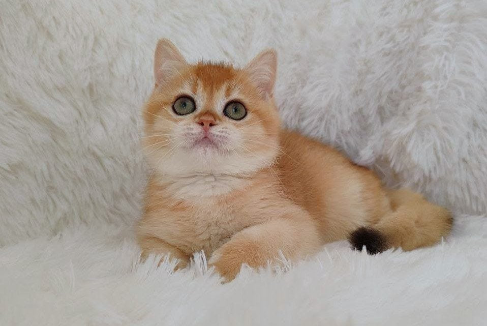 Rolex British Shorthair male, black golden chinchilla