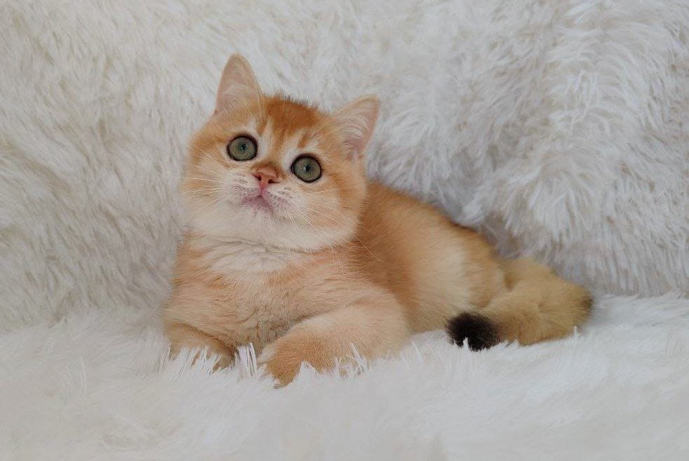 Rolex British Shorthair male, black golden chinchilla