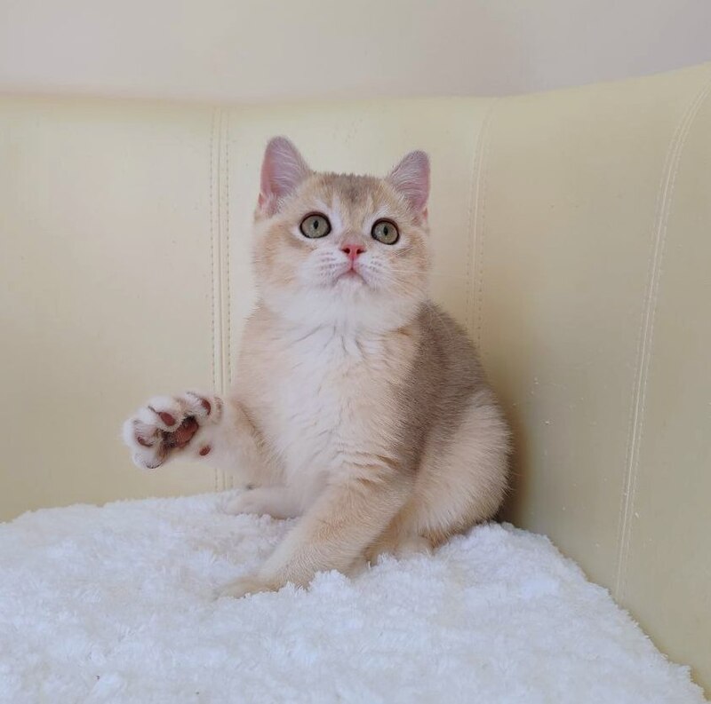 Tomas British Shorthair male, blue golden chinchilla