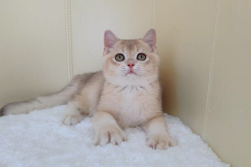 Tomas British Shorthair male, blue golden chinchilla