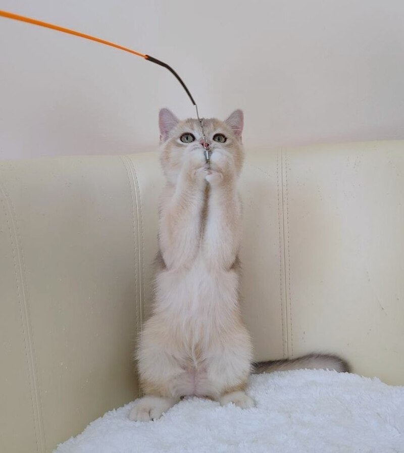 Tomas British Shorthair male, blue golden chinchilla