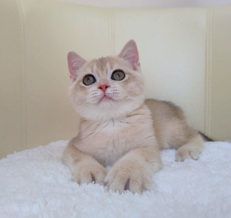 Tian British Shorthair male, blue golden chinchilla