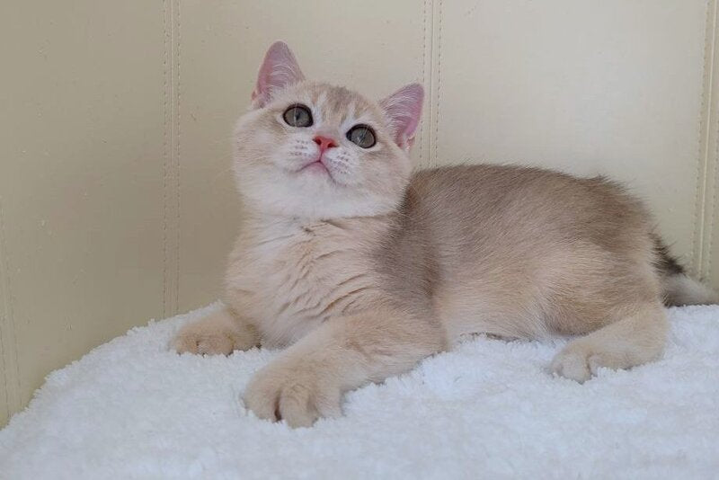 Tian British Shorthair male, blue golden chinchilla