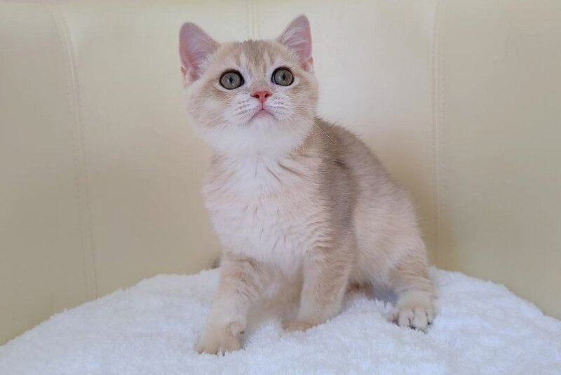 Tian British Shorthair male, blue golden chinchilla