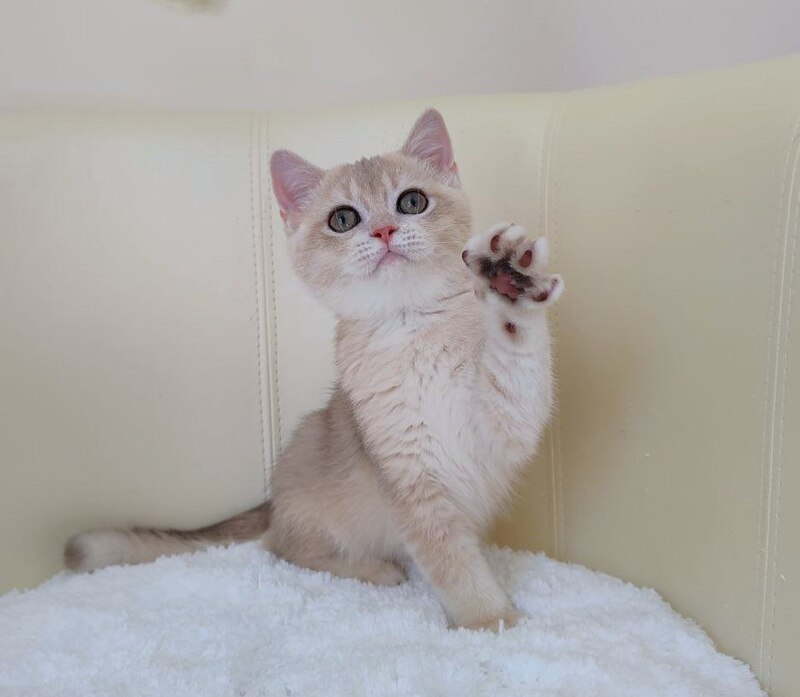 Tian British Shorthair male, blue golden chinchilla