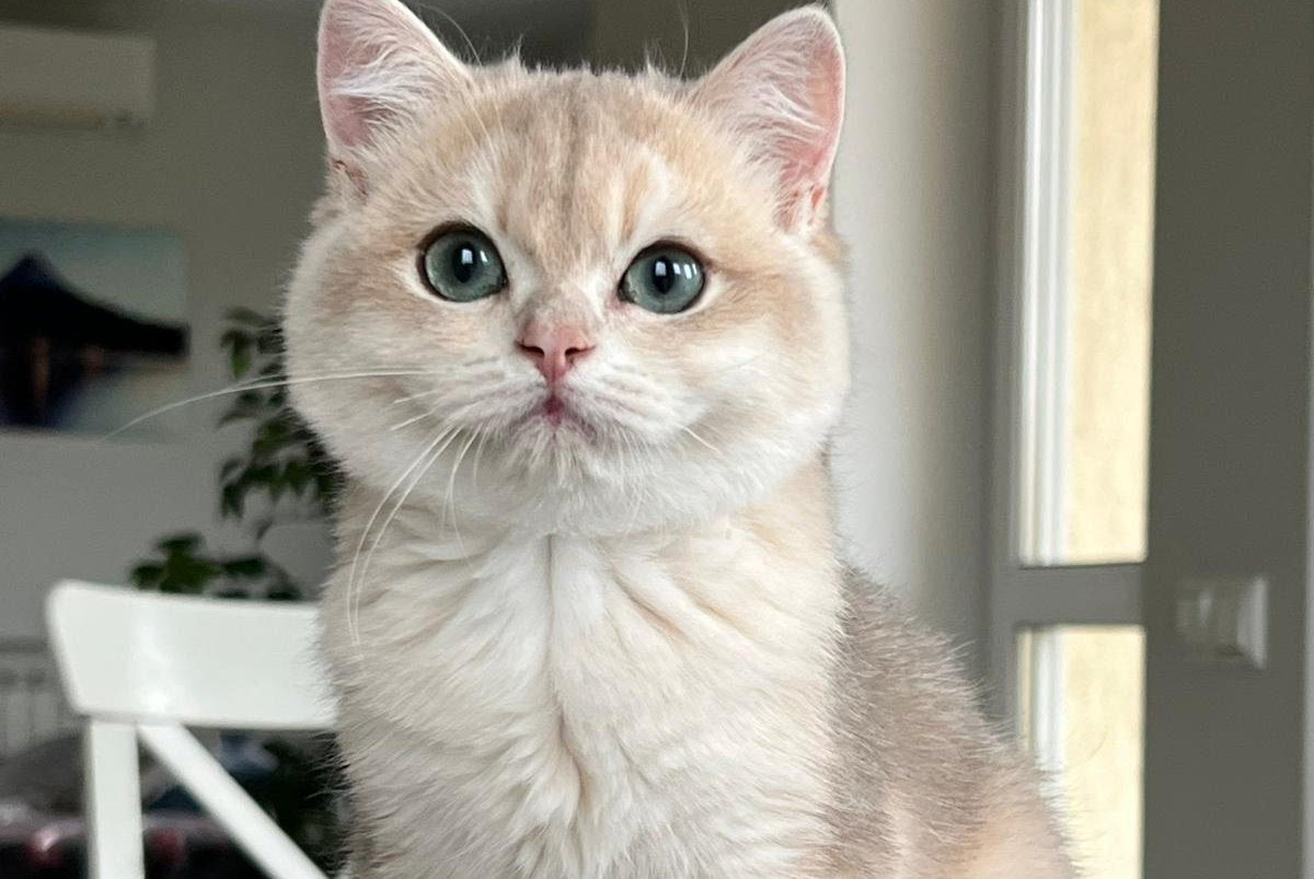 Jack British Shorthair male, blue golden chinchilla
