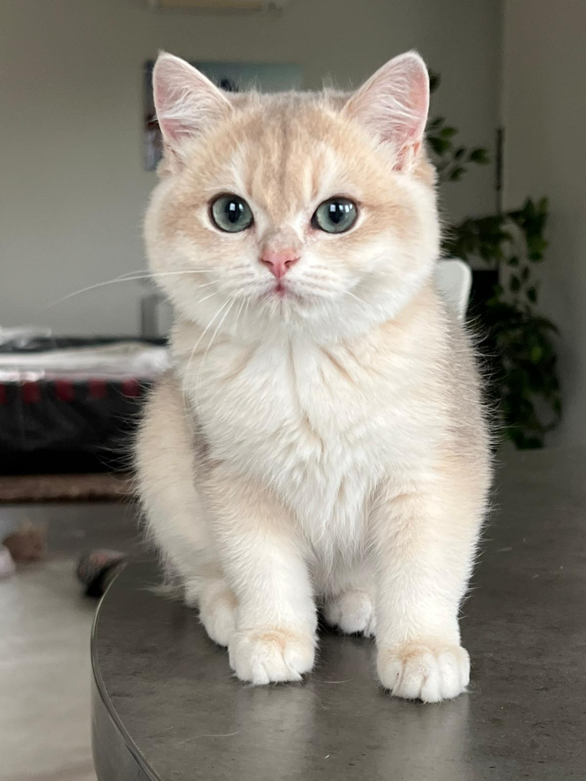 Jack British Shorthair male, blue golden chinchilla