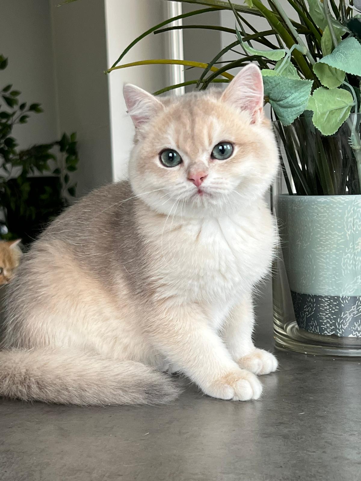 Jack British Shorthair male, blue golden chinchilla