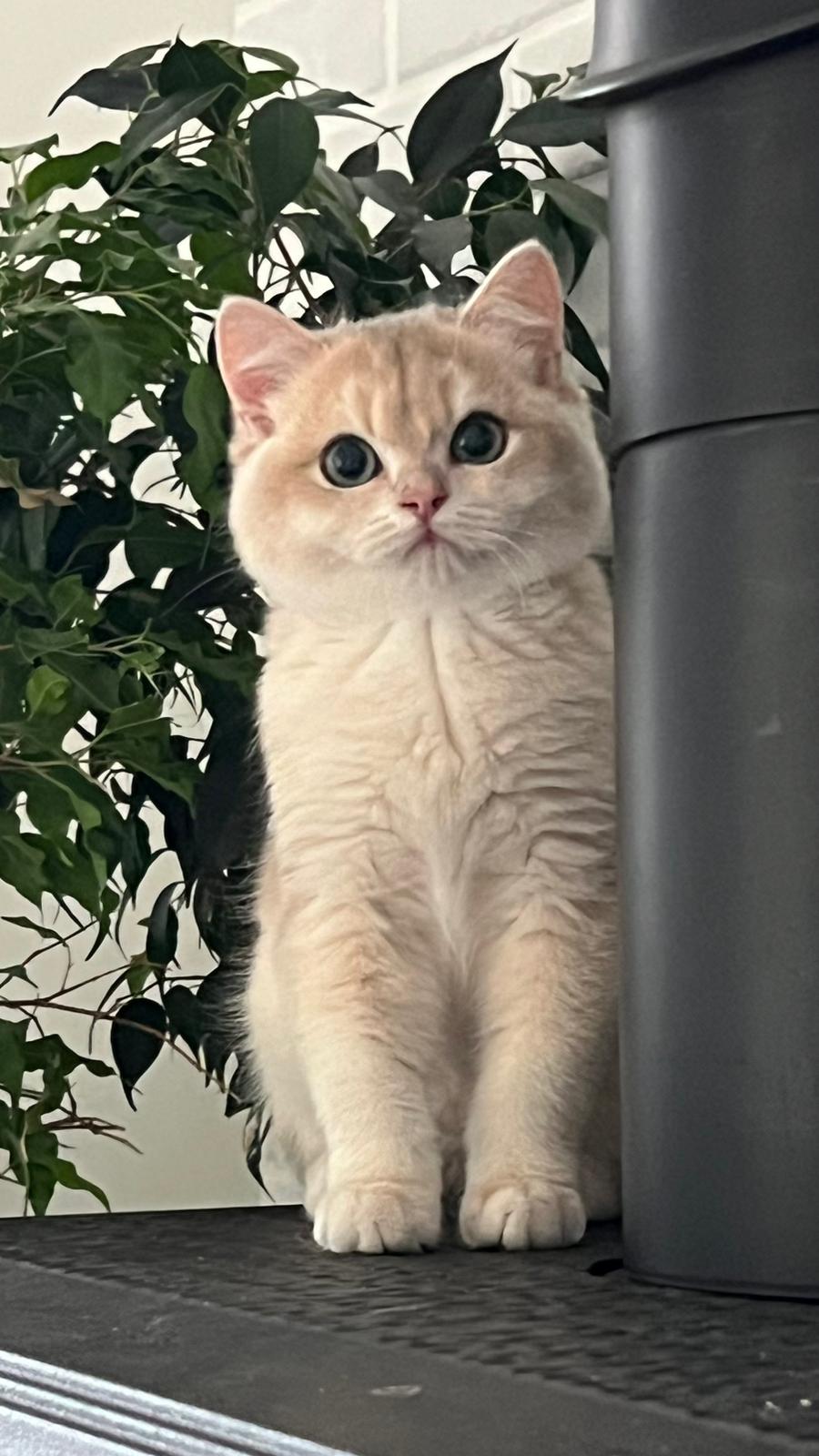 Jack British Shorthair male, blue golden chinchilla