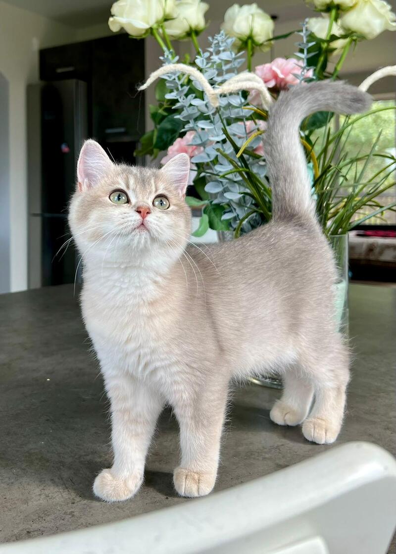 Josie British Shorthair female, blue golden shaded