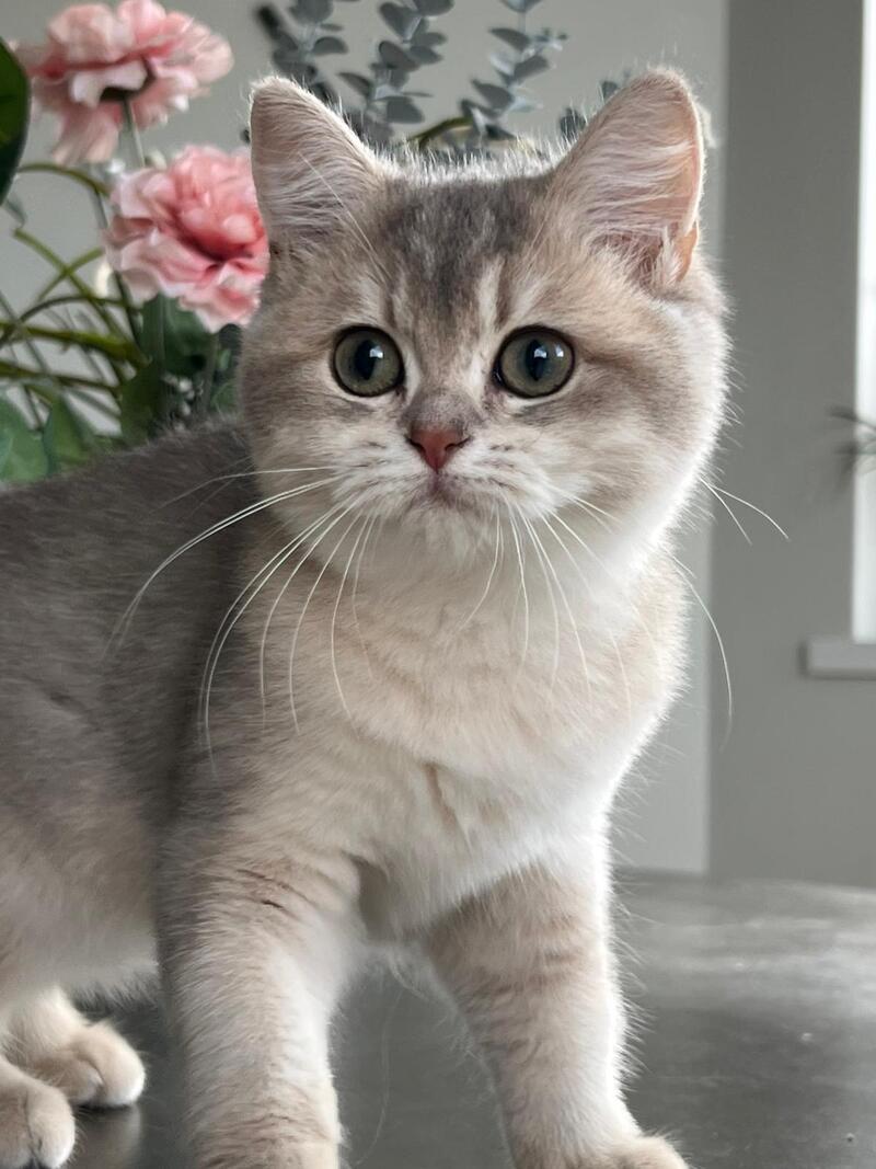 Josie British Shorthair female, blue golden shaded